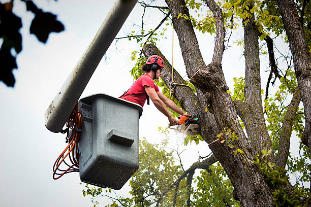 Best Tree Removal Services  in Prescott, WI